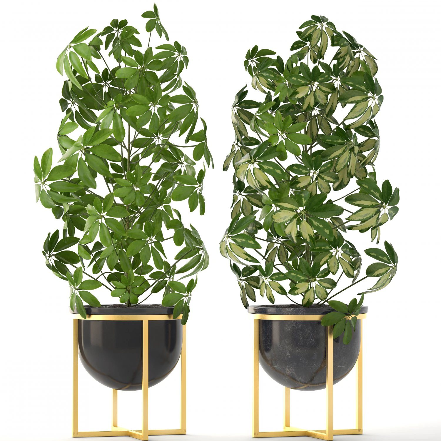 schefflera arboricola 3D Model .c4d .max .obj .3ds .fbx .stl .blend 