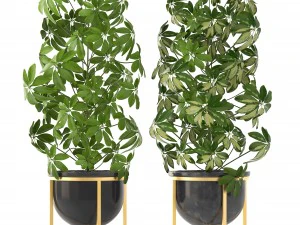 셰플레라 아르보리콜라 3D 모델