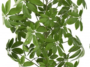 schefflera arboricola 3D Модель