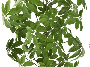 schefflera arboricola 3D Model