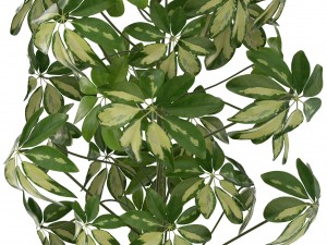 schefflera arboricola 3D Модель