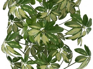 schefflera arboricola 3D Model