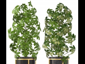schefflera arboricola 3D Модель