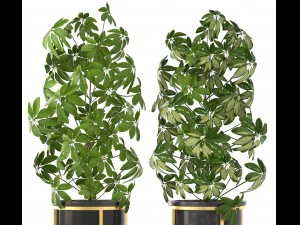 schefflera arboricola 3D Model