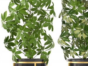 schefflera arboricola 3D Модель