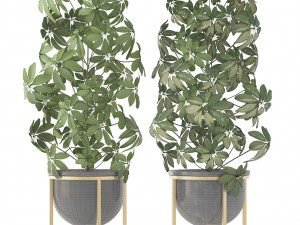 schefflera arboricola 3D Модель