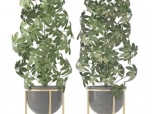 schefflera arboricola 3D Model