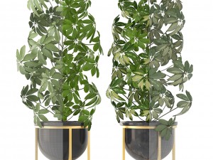 schefflera arboricola 3D Модель