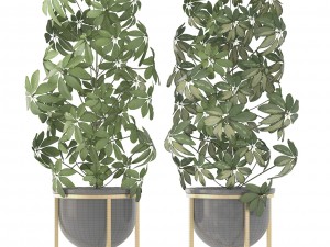 schefflera arboricola 3D Модель