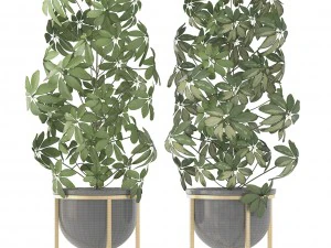 schefflera arboricola 3D Model