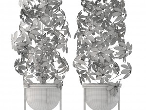 schefflera arboricola 3D Модель