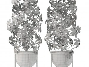 schefflera arboricola 3D Model