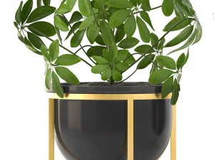 schefflera arboricola 3D Model