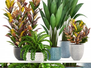 collection plants Modèle 3D