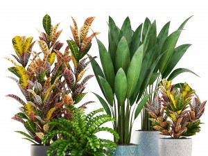 collection plants Modèle 3D