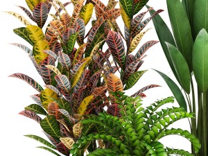 collection plants Modèle 3D