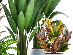 collection plants Modèle 3D