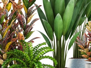 collection plants Modèle 3D