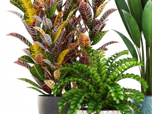 collection plants Modèle 3D