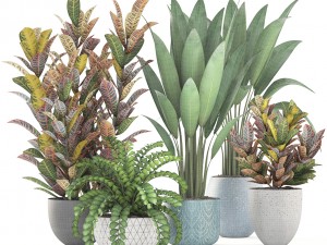 collection plants Modèle 3D