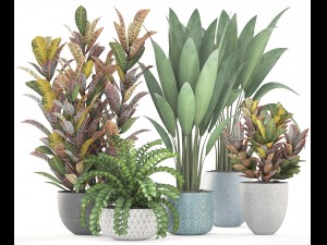 collection plants Modèle 3D