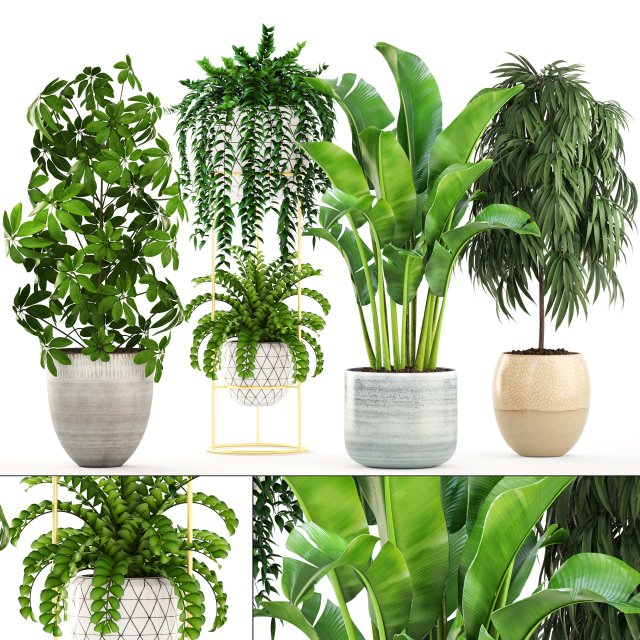 collection plants 3D Model .c4d .max .obj .3ds .fbx .stl .blend 