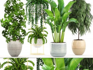 collection plants 3D-Modell