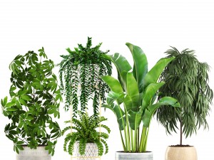 collection plants 3D Model