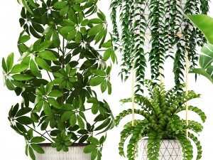 collection plants 3D Model