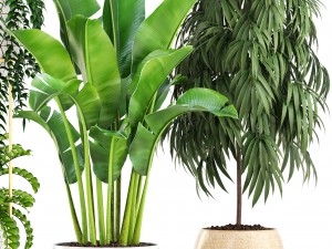 collection plants 3D Model