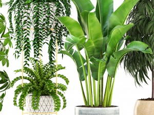 collection plants 3D Model