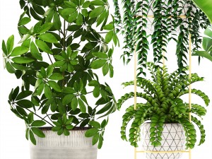 collection plants 3D Model