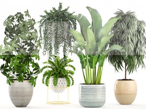 collection plants 3D Model