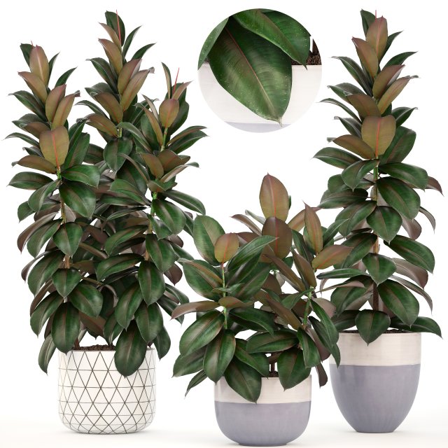 ficus trees Model 3D .c4d .max .obj .3ds .fbx .stl .blend 