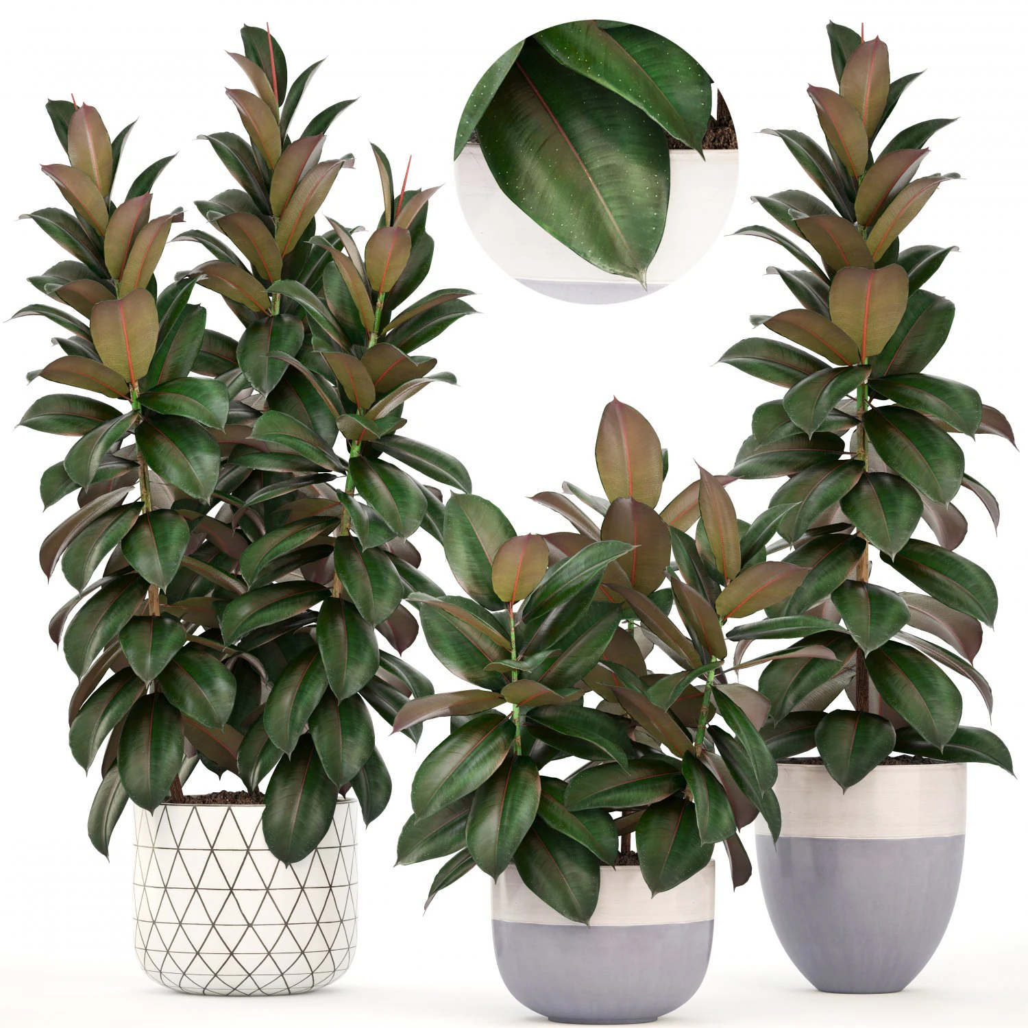 ficus trees 3D Model .c4d .max .obj .3ds .fbx .stl .blend 