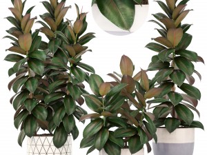 ficus trees 3D Model