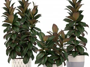 ficus trees 3D Model