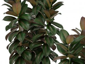 ficus trees 3D Model