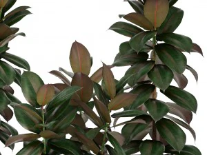 ficus trees 3D Model