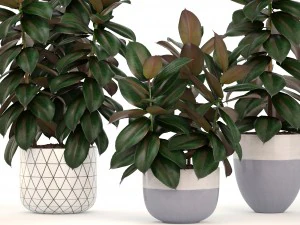 ficus trees 3D Model