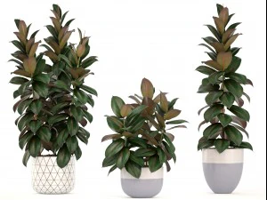 ficus trees 3D Model