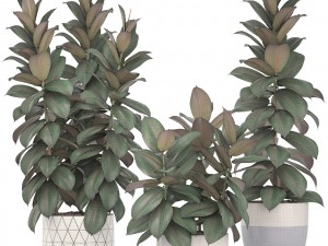 ficus trees Model 3D