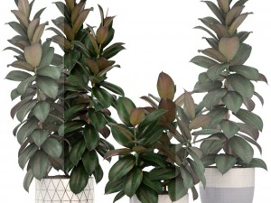 ficus trees 3D Model