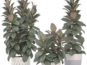 ficus trees Model 3D