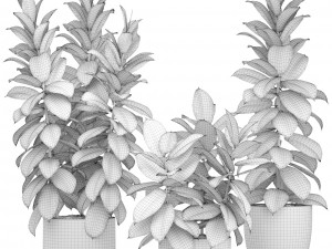 ficus trees Model 3D