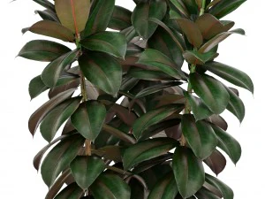 ficus trees 3D Model