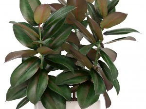 ficus trees 3D Model