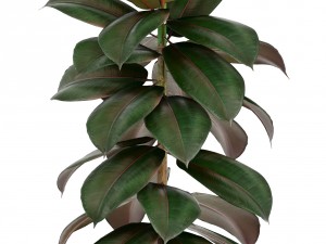 ficus trees Model 3D