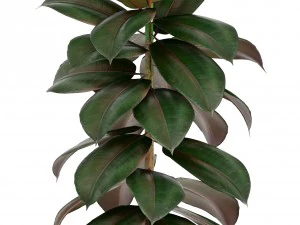 ficus trees 3D Model
