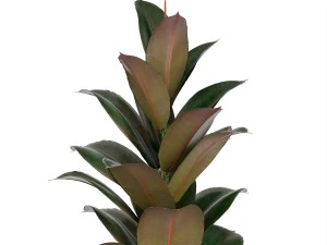 ficus trees 3D Model